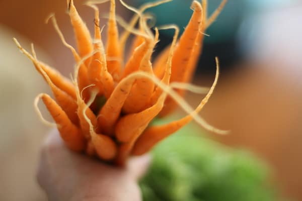 a handful of raw carrots