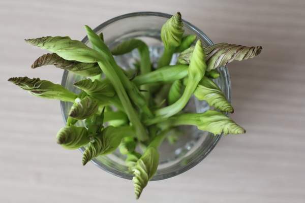 moonflowers in a glass jar