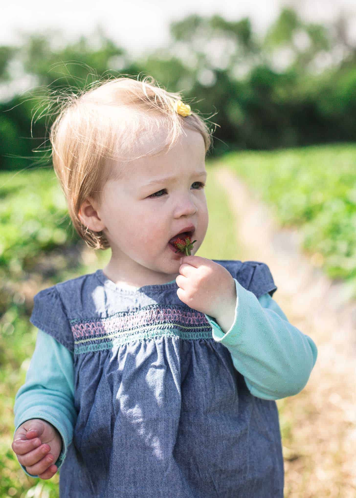 Wohletz Farm Strawberries