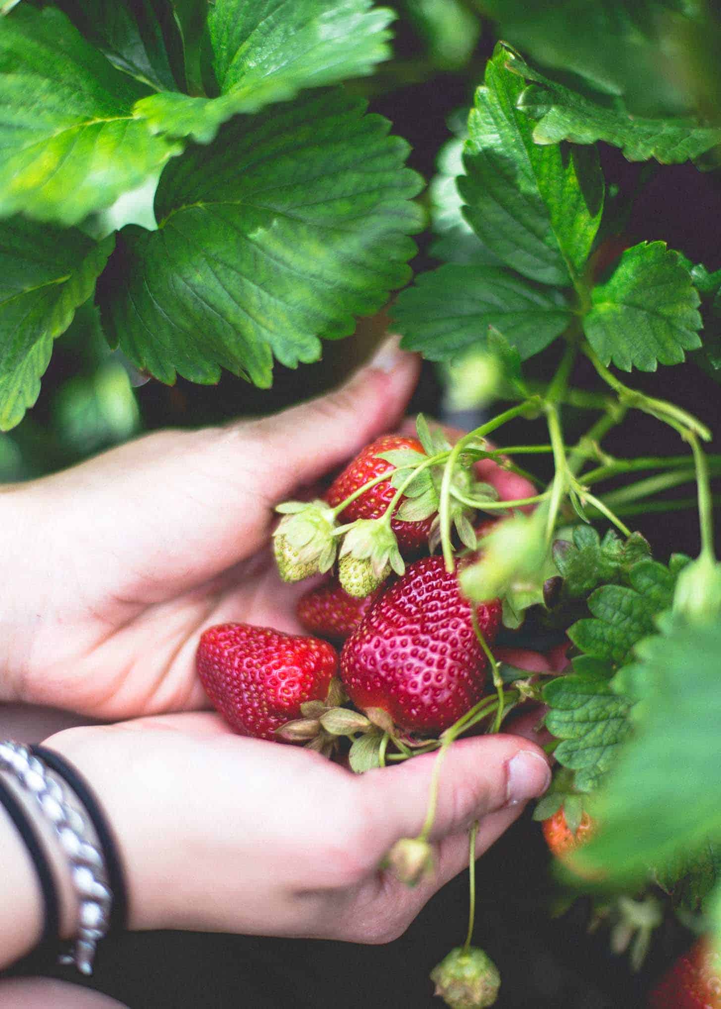 Wohletz Farm Strawberries on the vine