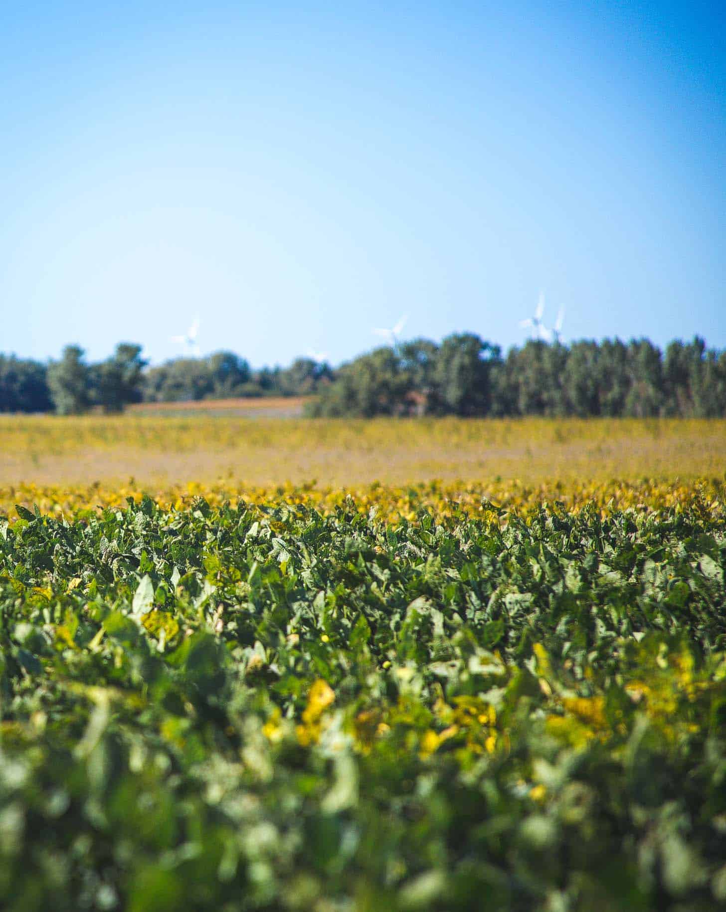 Kansas Farms #farmfoodtour