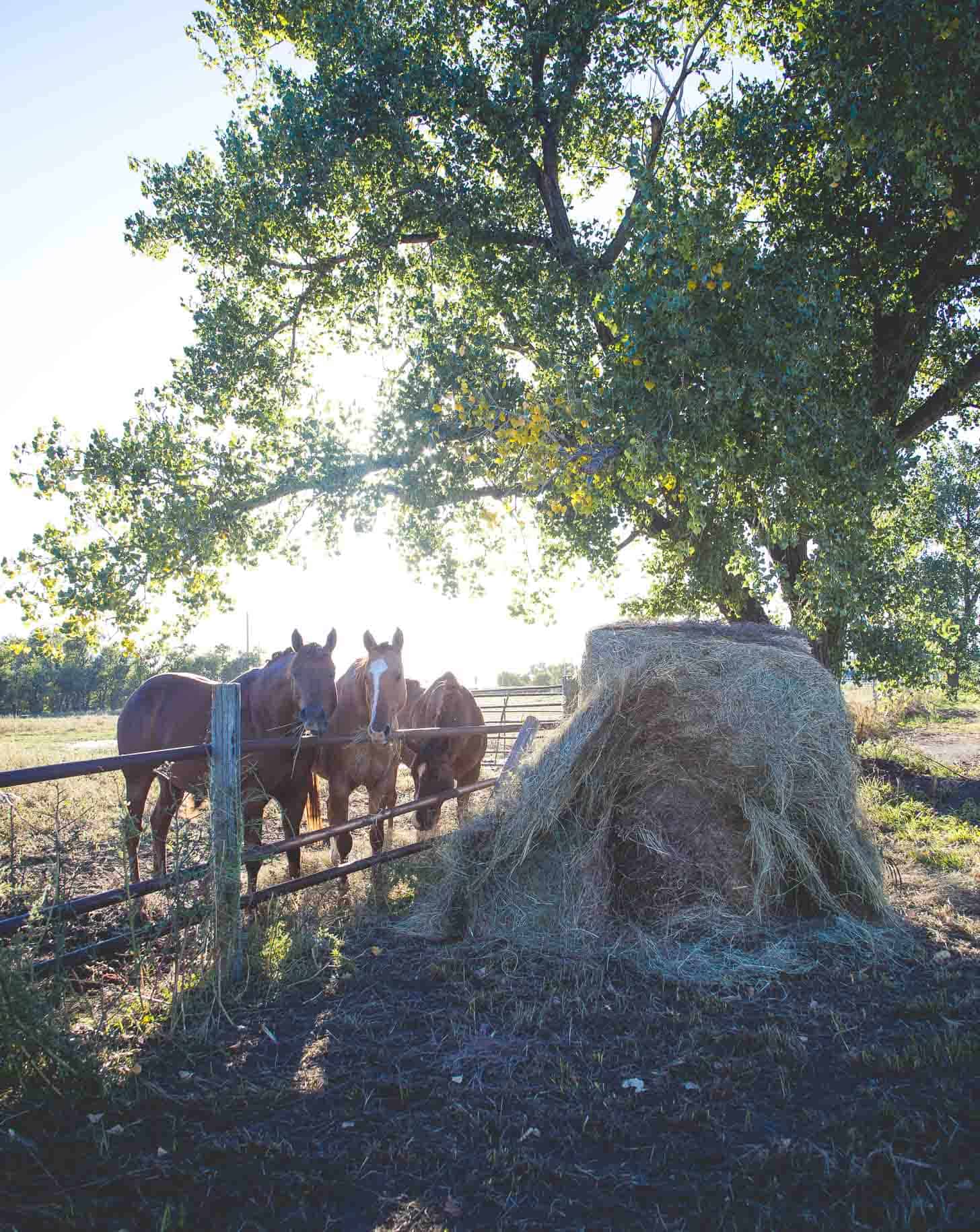 Kansas Farms #farmfoodtour