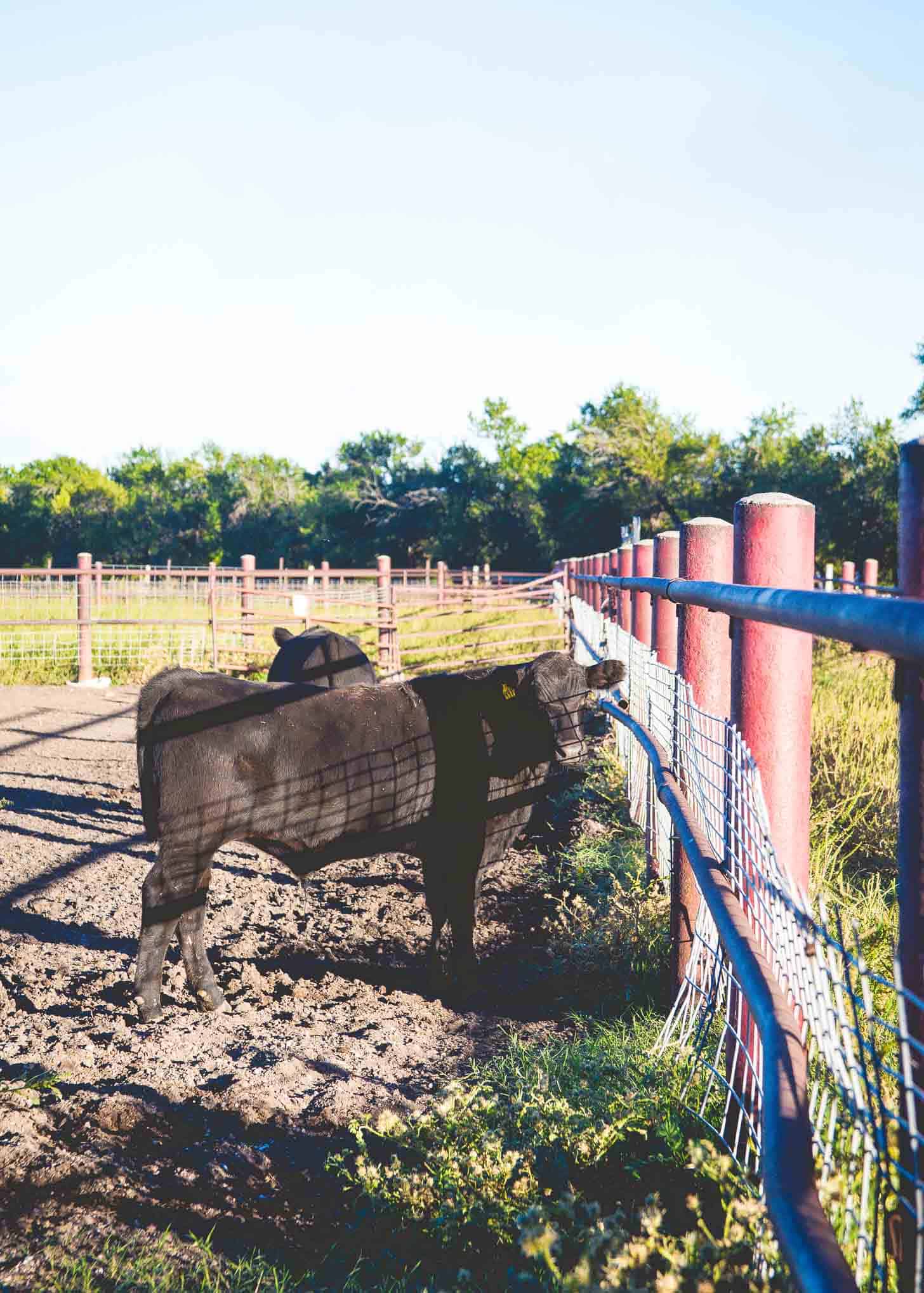 Kansas Farms #farmfoodtour