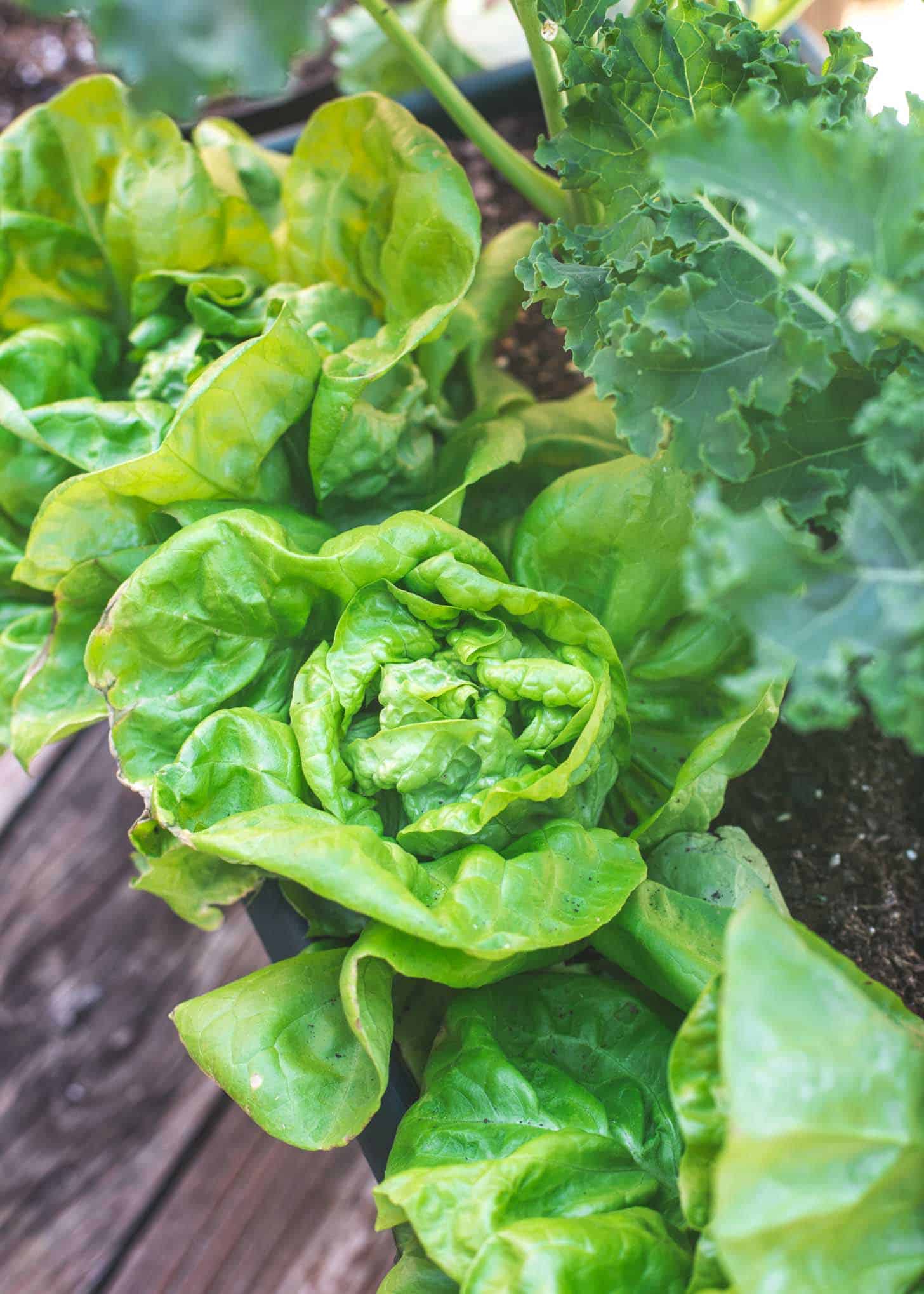 Garden Lettuce growing