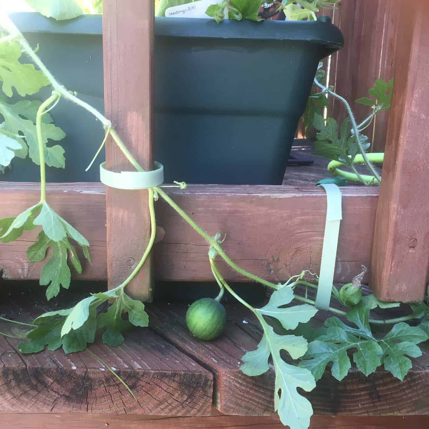 Watermelon_Urban Garden