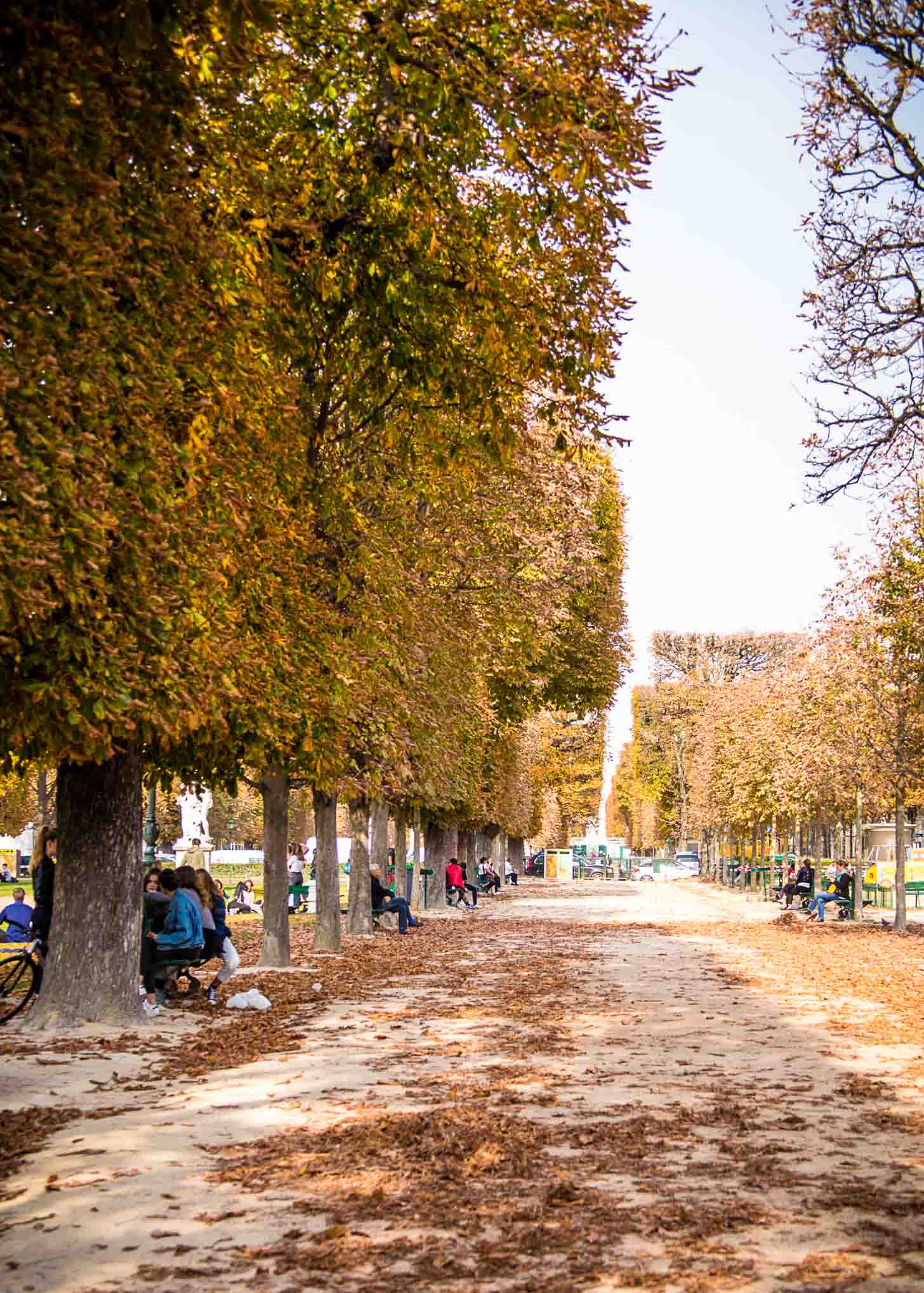 Paris France street lined with trees