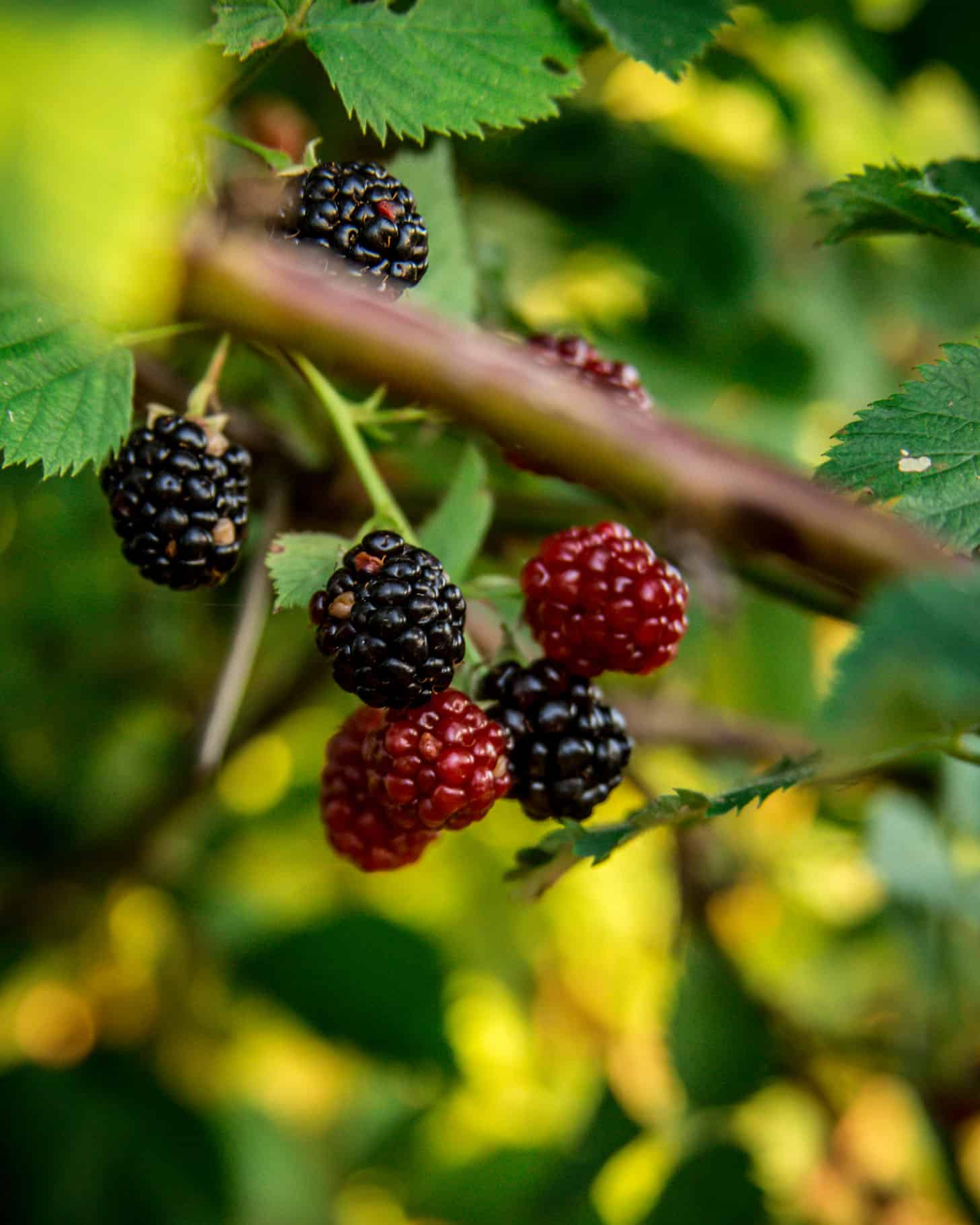 blackberries on the vine