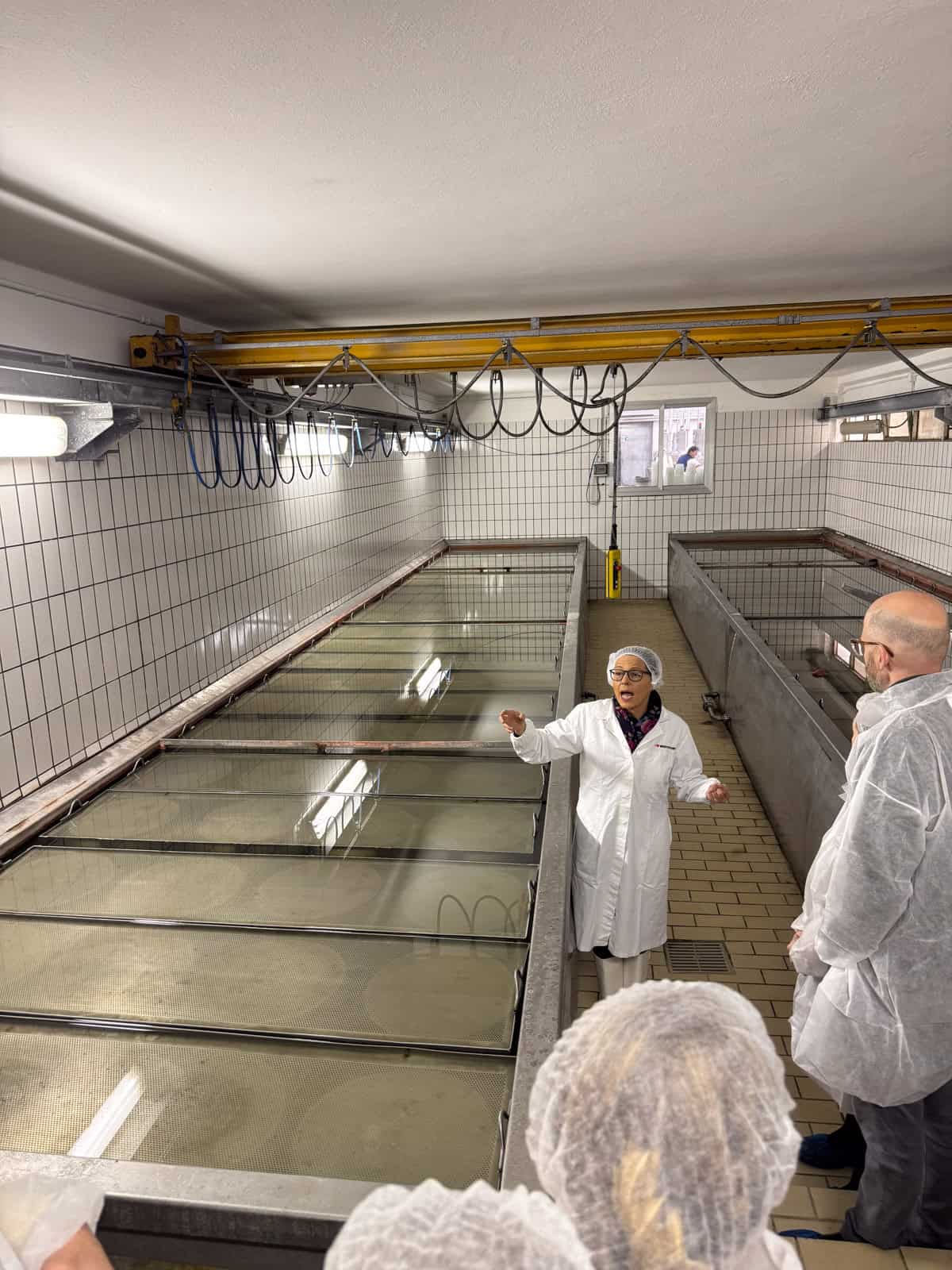 a guide pointing out wheels of Parmigiano Reggiano soaking for 20 days in large salt water basins