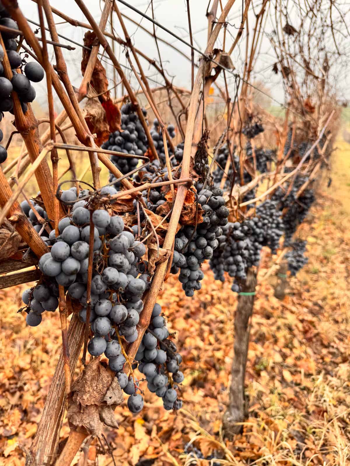 frosty purple grapes that have been left on the vine after the harvest to make balsamic vinegar